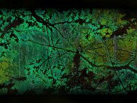 001 foret